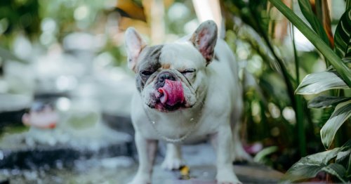 Mon chien mange les crottes de mon chat, comment faire pour qu’il arrête ?