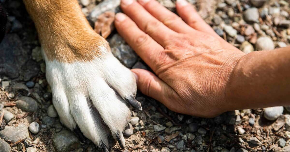 Voici les races de chiens les plus fidèles