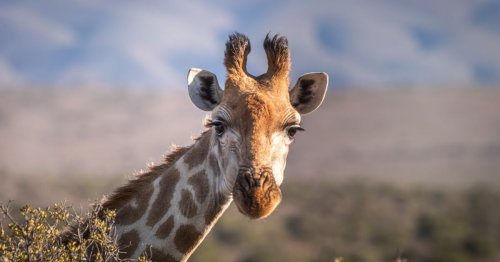 Comment s’appelle le cri de la girafe ?