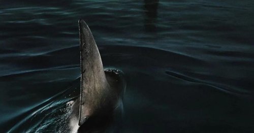 "Sous la Seine" sur Netflix : est-ce qu'on pourrait vraiment retrouver un requin dans la Seine ?