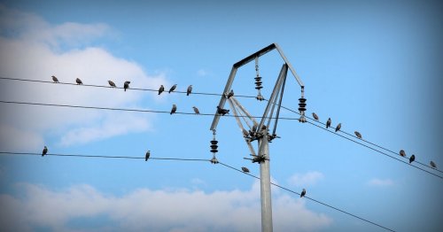 Pourquoi les oiseaux ne s’électrocutent-ils pas quand ils se posent sur les fils électriques ?