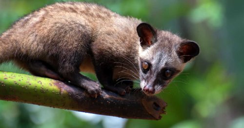 Cet animal produit le caca le plus cher du monde (et ça le met en danger) !