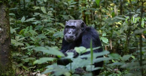 Les chimpanzés utilisent des feuilles pour s'essuyer les fesses !