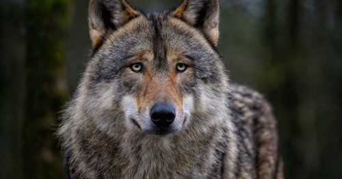 Quels sont les prédateurs du loup ?
