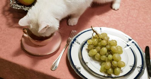 Pourquoi n’existe-t-il pas de nourriture pour chat au goût de souris ?