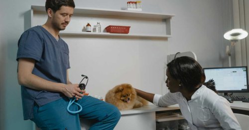 Combien dépensent les Français pour leur animal de compagnie chaque année ?