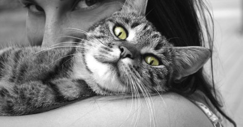 Comment rendre un chat câlin ?