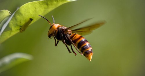 Cette plante dans votre jardin est un excellent répulsif contre les frelons asiatique !