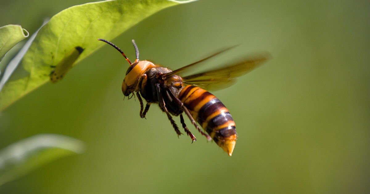 Cette plante dans votre jardin est un excellent répulsif contre les frelons asiatique !