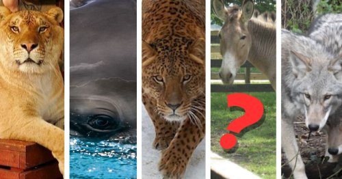 Ligre, zébrâne, jaglion… 5 animaux hybrides à l’apparence étonnante !