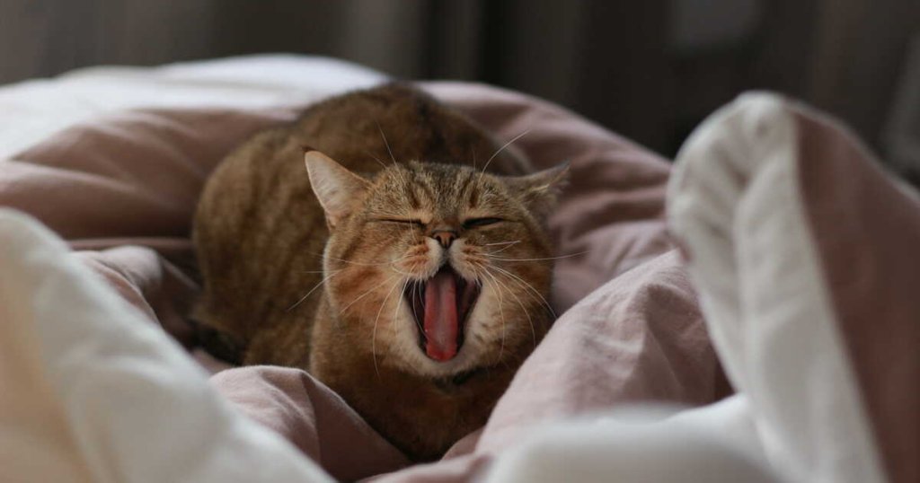 Animaux