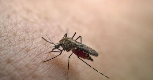 Chikungunya : des séquelles cérébrales plus fréquentes qu’on ne le croit