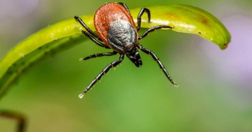 Voici les animaux les plus dangereux de France !