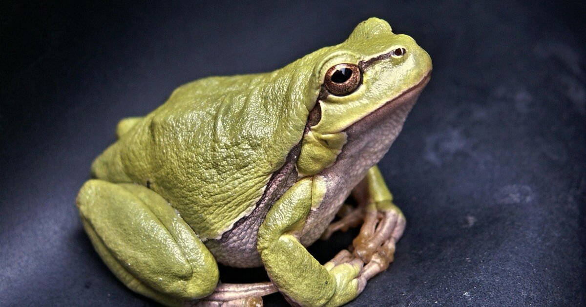 Quelle est la différence entre un crapaud et une grenouille ?