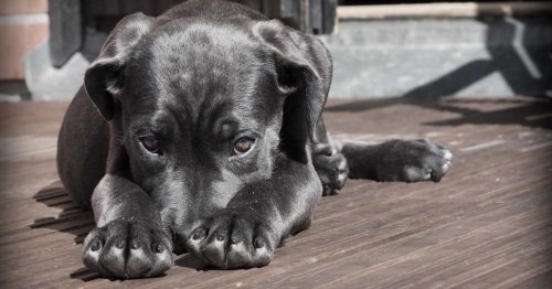 Le top des races de chiens calmes et affectueux pour les seniors
