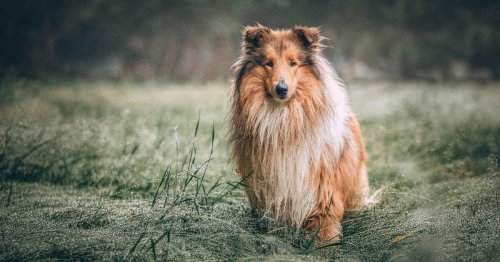 Les races de chiens idéales pour une vie à la campagne
