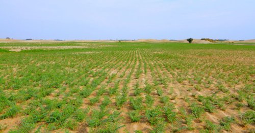 Alors que le climat se réchauffe, ce désert devient de plus en plus vert