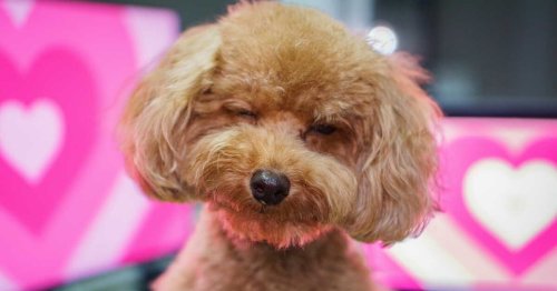 Voici les races de chiens les plus populaires au Japon !