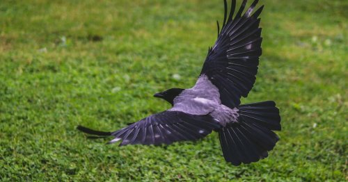 Comment s'appelle le petit du corbeau ? Son nom va vous surprendre !