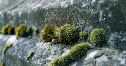 Nos astuces pour supprimer durablement la mousse verte sur votre balcon ou votre terrasse