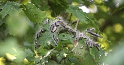 Quel est le prédateur de la chenille processionnaire ?