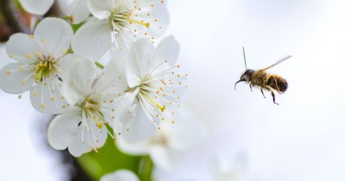 Pollen : pourquoi les allergies sont-elles de plus en plus sévères ?