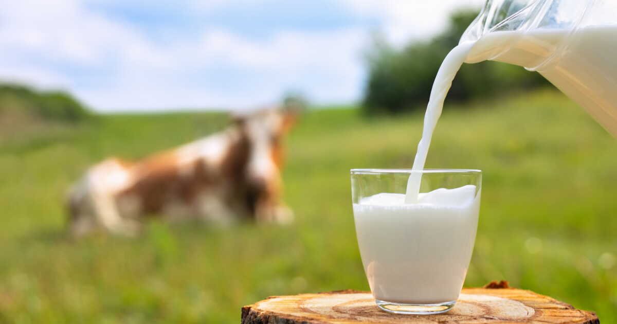 Savez-vous quel animal donne le plus de lait au quotidien ?