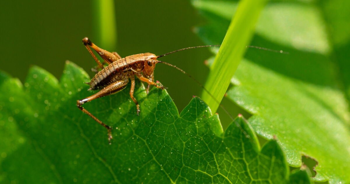 Quels sont les insectes utilisés dans l’industrie alimentaire en France ?