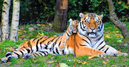 Comment appelle-t-on un bébé tigre ?