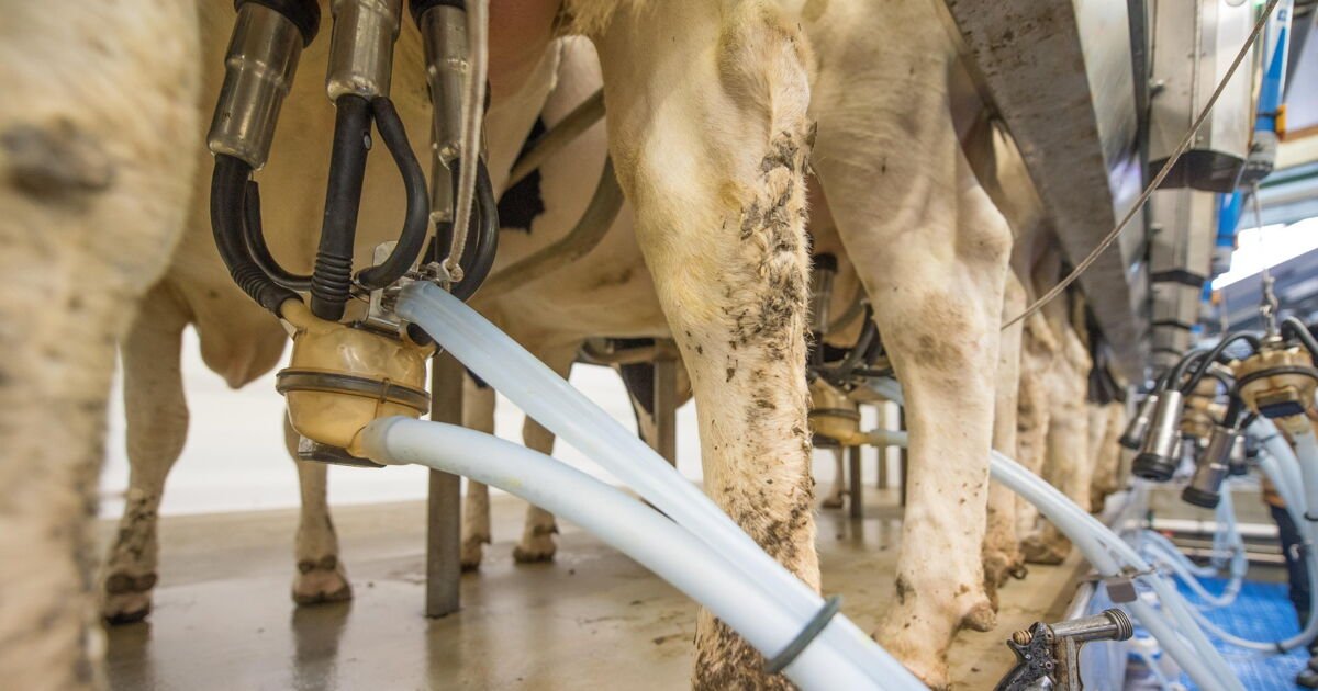 Quel est l’animal qui produit le plus de lait au monde ?