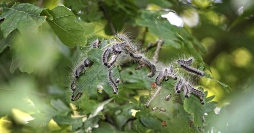 Cet insecticide naturel est redoutable contre les chenilles processionnaires !