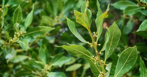 Jardin : quels sont les pouvoirs de la feuille de laurier ?