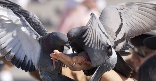 Voici le prix de l'amende à payer à Paris si on vous surprend à nourrir des pigeons !