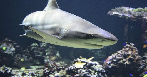 Quels sont les prédateurs du grand requin blanc ?