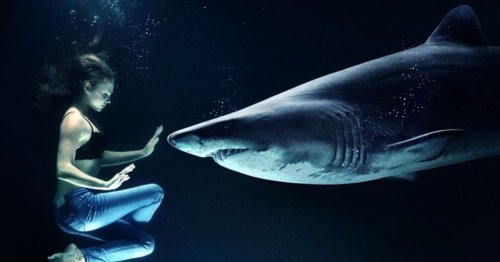 Comment faire si l'on se retrouve face à un requin ?