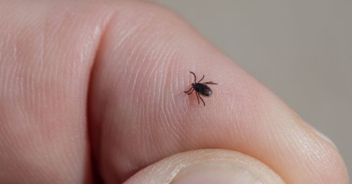 Maladie de Lyme : ce vaccin inédit pourrait nous protéger indirectement !