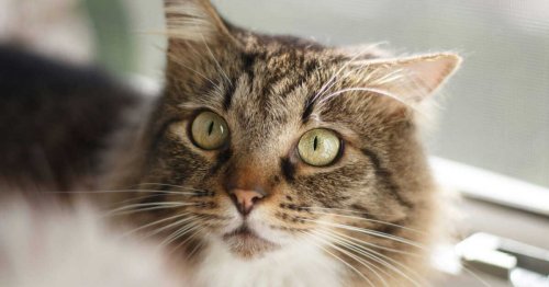 Voici la meilleure façon d’attirer l’attention de votre chat selon la science