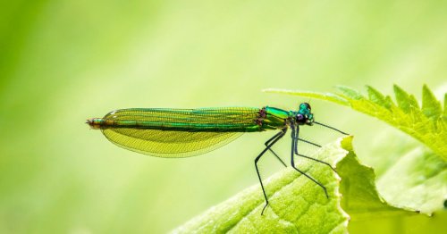 Quels sont les insectes migrateurs ?