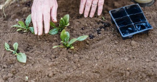 Peut-on cultiver des truffes dans son jardin ?