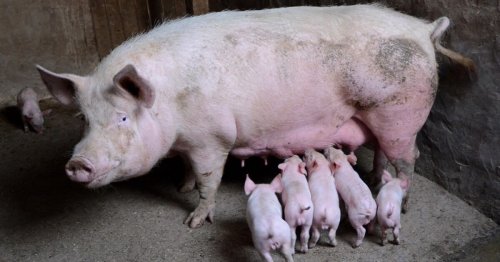 Comment s’appelle le bébé du cochon ?