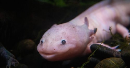 Adoptez un axolotl, une adorable petite créature en voie de disparition !