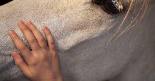 Équithérapie : le cheval pour apaiser les personnes en souffrance