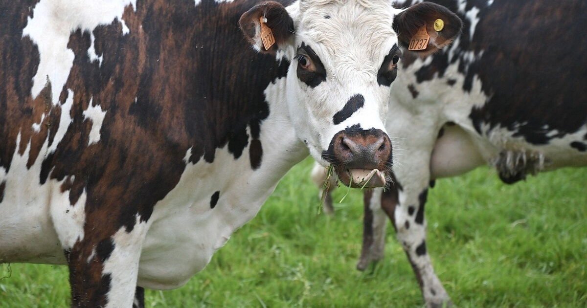 Comment faire avaler un aimant aux vaches peut leur sauver la vie