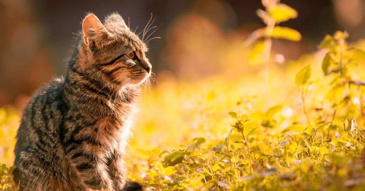 Les bonnes raisons d’adopter un chat senior