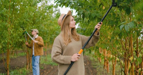 Jardin : est-ce vraiment interdit d’élaguer ses arbres du 15 mars au 31 juillet ?