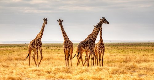 Ces virus découverts dans les excréments de girafe pourraient soigner de graves infections