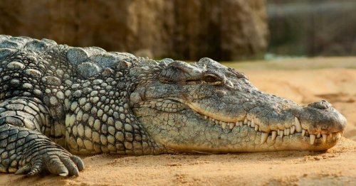 Quels sont les prédateurs du crocodile ?