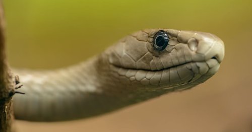 Quel est le serpent le plus venimeux au monde ?