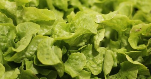 Faire pousser et consommer de la salade dans l’espace : un risque pour les astronautes