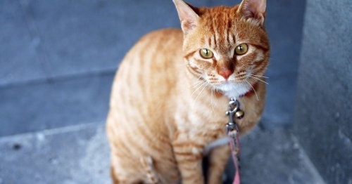 Mettre un collier à son chat : bonne ou mauvaise idée ?